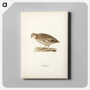 アートパネル-Common Quail
 - スヴェンスカ フォグラル Canvas.