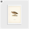アートポストカード-Common Quail
 - スヴェンスカ フォグラル Postcard.