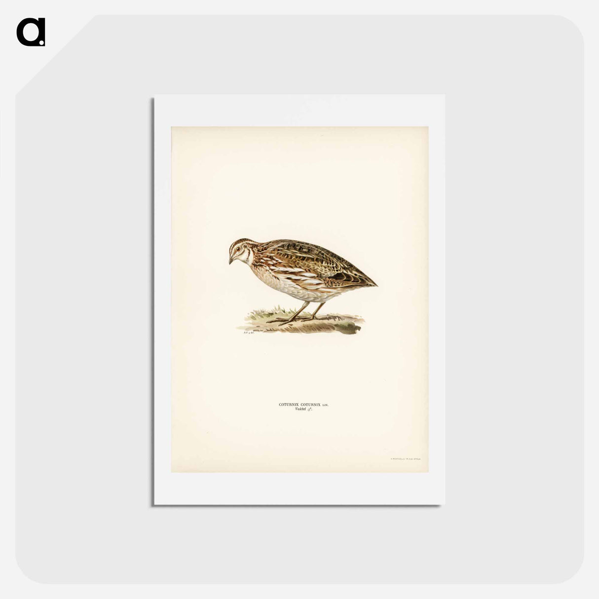 アートポストカード-Common Quail
 - スヴェンスカ フォグラル Postcard.