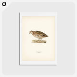 アートポストカード-Common Quail
 - スヴェンスカ フォグラル Postcard.