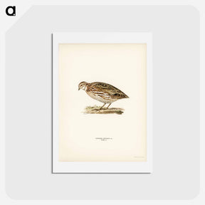アートポストカード-Common Quail
 - スヴェンスカ フォグラル Postcard.