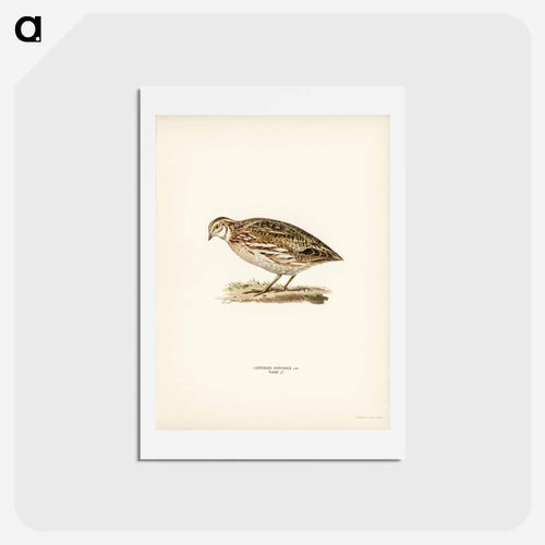 Common Quail
 - スヴェンスカ フォグラル Postcard.
