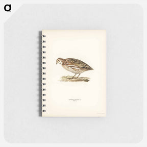 アートメモ帳-Common Quail
 - スヴェンスカ フォグラル Memo.