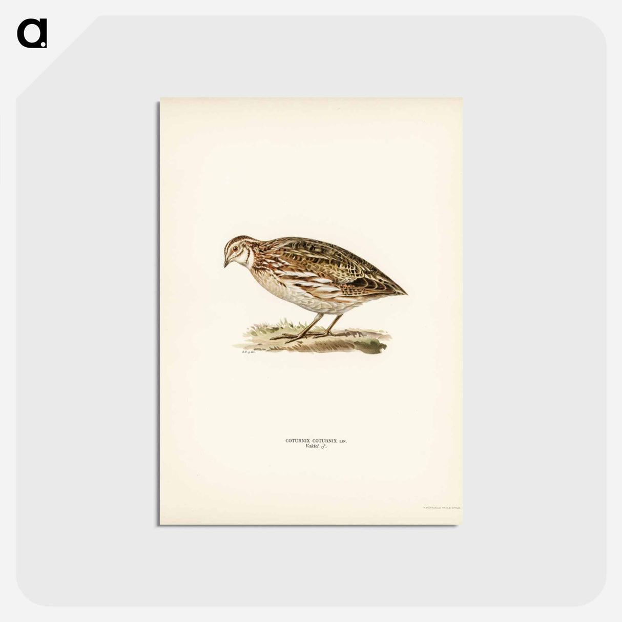 アートポストカード-Common Quail
 - スヴェンスカ フォグラル Postcard.