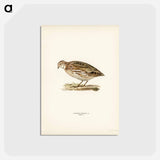 アートポストカード-Common Quail
 - スヴェンスカ フォグラル Postcard.
