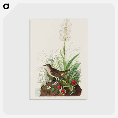 アートポストカード-Tawny Thrush from Birds of America
 - アメリカの鳥たち Postcard.
