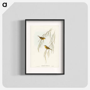アートポスター-Yellow Zosterops
 - オーストラリアの鳥 Poster.