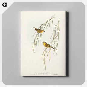 アートパネル-Yellow Zosterops
 - オーストラリアの鳥 Canvas.