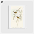 アートポストカード-Yellow Zosterops
 - オーストラリアの鳥 Postcard.