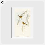 アートポストカード-Yellow Zosterops
 - オーストラリアの鳥 Postcard.