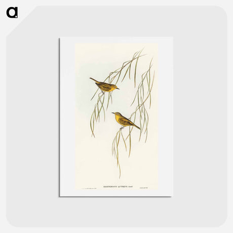 アートポストカード-Yellow Zosterops
 - オーストラリアの鳥 Postcard.
