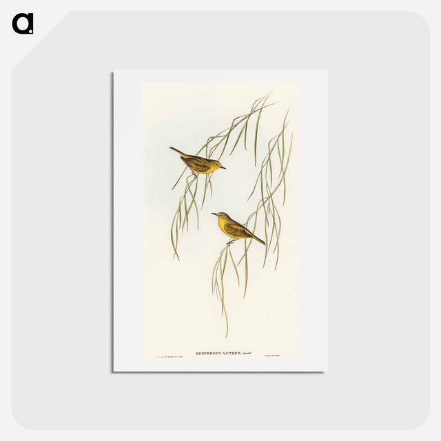 アートポストカード-Yellow Zosterops
 - オーストラリアの鳥 Postcard.