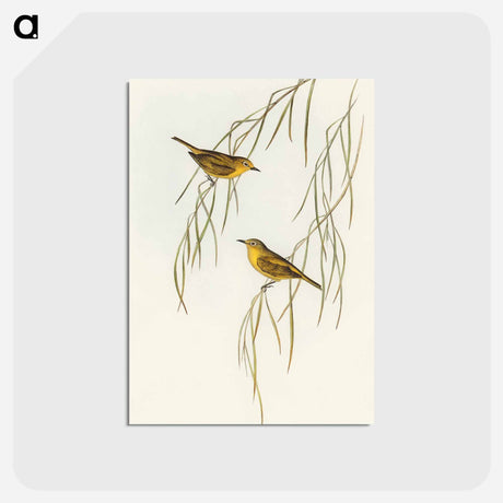 アートポストカード-Yellow Zosterops
 - オーストラリアの鳥 Postcard.
