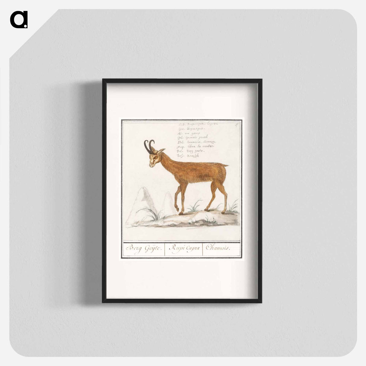 Gem, Rupicapra rupicapra - アンセルムス ボエティウス デ ブート Poster.