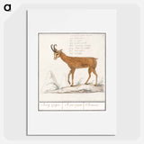 Gem, Rupicapra rupicapra - アンセルムス ボエティウス デ ブート Poster.