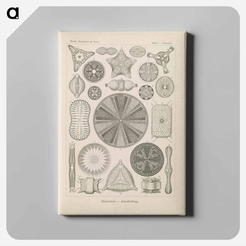 Marine life illustration - エルンスト ヘッケル Canvas.