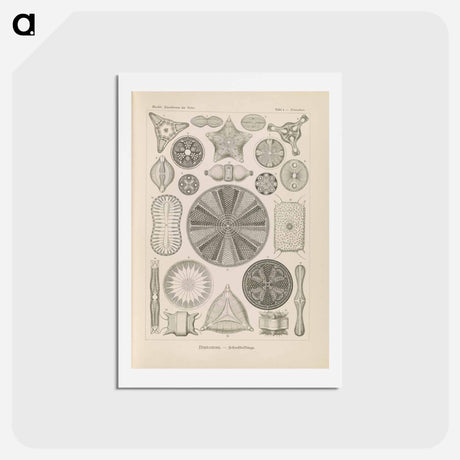 アートポストカード-Marine life illustration - エルンスト ヘッケル Postcard.