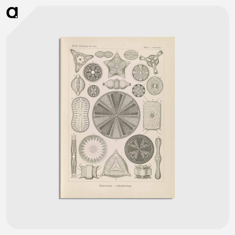 アートポストカード-Marine life illustration - エルンスト ヘッケル Postcard.