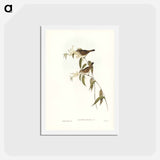 アートポストカード-Ewing's Acanthiza
 - ジョン グールド Postcard.