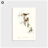 アートポストカード-Ewing's Acanthiza
 - ジョン グールド Postcard.