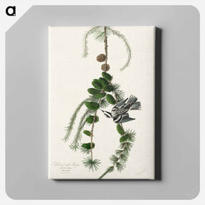 アートパネル-Black & White Creeper
 - ジョン ジェームス オーデュボン Canvas.