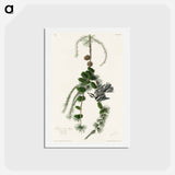 Black & White Creeper
 - ジョン ジェームス オーデュボン Postcard.