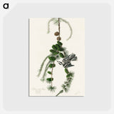 Black & White Creeper
 - ジョン ジェームス オーデュボン Postcard.