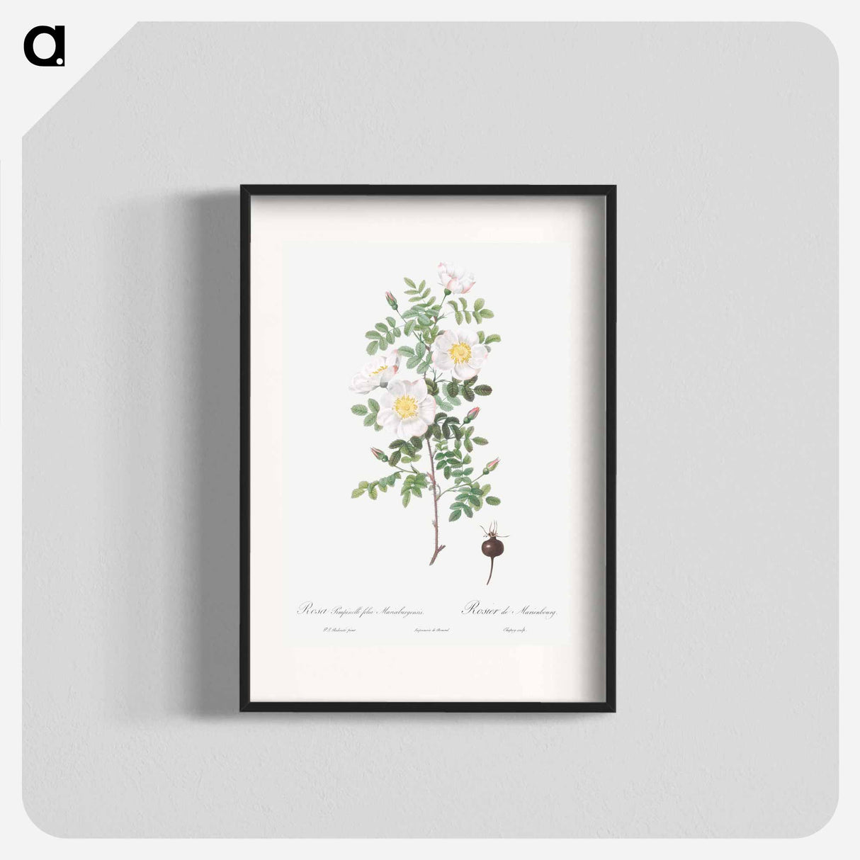 Burnet Rose, Rosa pimpinellifolia - ピエール ジョゼフ ルドゥーテ Poster.