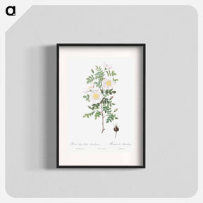 アートポスター-Burnet Rose, Rosa pimpinellifolia - ピエール ジョゼフ ルドゥーテ Poster.