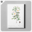アートパネル-Burnet Rose, Rosa pimpinellifolia - ピエール ジョゼフ ルドゥーテ Canvas.
