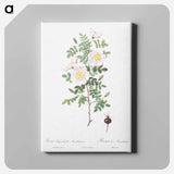 アートパネル-Burnet Rose, Rosa pimpinellifolia - ピエール ジョゼフ ルドゥーテ Canvas.