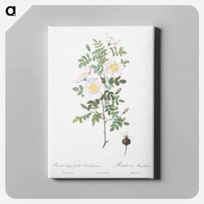 アートパネル-Burnet Rose, Rosa pimpinellifolia - ピエール ジョゼフ ルドゥーテ Canvas.