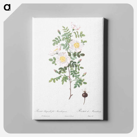 アートパネル-Burnet Rose, Rosa pimpinellifolia - ピエール ジョゼフ ルドゥーテ Canvas.