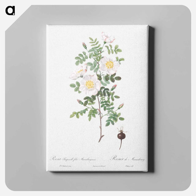 アートパネル-Burnet Rose, Rosa pimpinellifolia - ピエール ジョゼフ ルドゥーテ Canvas.
