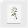 アートポストカード-Burnet Rose, Rosa pimpinellifolia - ピエール ジョゼフ ルドゥーテ Postcard.