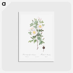 アートポストカード-Burnet Rose, Rosa pimpinellifolia - ピエール ジョゼフ ルドゥーテ Postcard.