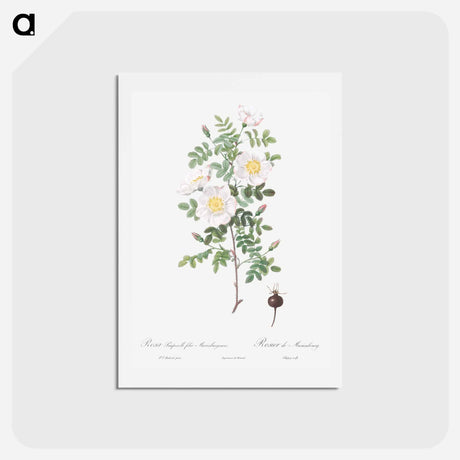 アートポストカード-Burnet Rose, Rosa pimpinellifolia - ピエール ジョゼフ ルドゥーテ Postcard.