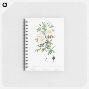 アートメモ帳-Burnet Rose, Rosa pimpinellifolia - ピエール ジョゼフ ルドゥーテ Memo.