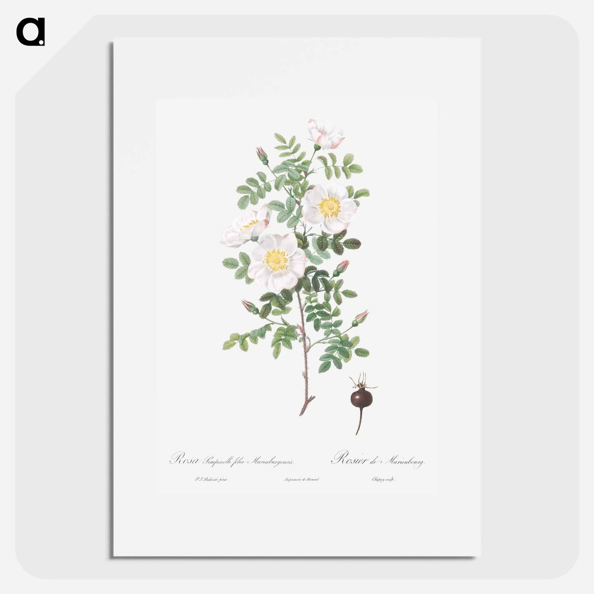 Burnet Rose, Rosa pimpinellifolia - ピエール ジョゼフ ルドゥーテ Poster.