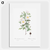 Burnet Rose, Rosa pimpinellifolia - ピエール ジョゼフ ルドゥーテ Poster.