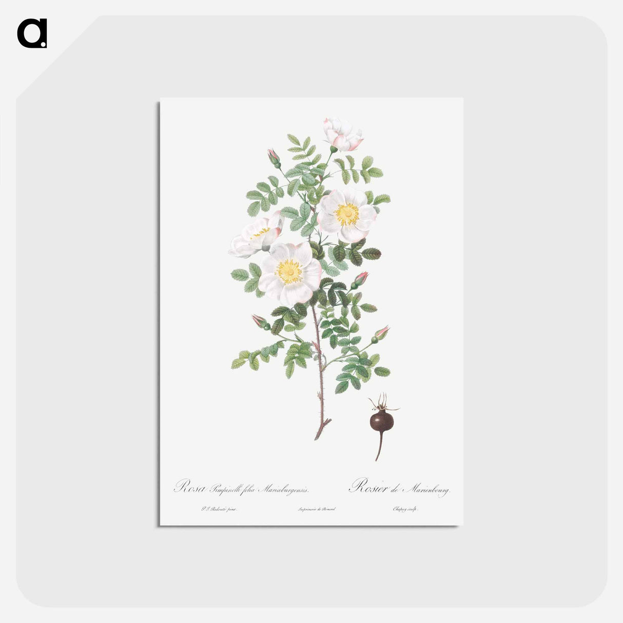 アートポストカード-Burnet Rose, Rosa pimpinellifolia - ピエール ジョゼフ ルドゥーテ Postcard.