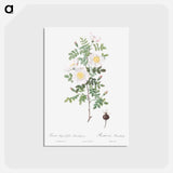 アートポストカード-Burnet Rose, Rosa pimpinellifolia - ピエール ジョゼフ ルドゥーテ Postcard.