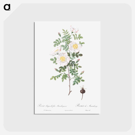 アートポストカード-Burnet Rose, Rosa pimpinellifolia - ピエール ジョゼフ ルドゥーテ Postcard.