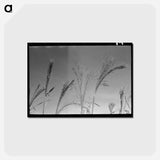 アートポストカード-Broom Corn, Baca County
 - ラッセル リー Postcard.