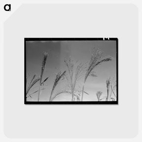 アートポストカード-Broom Corn, Baca County
 - ラッセル リー Postcard.