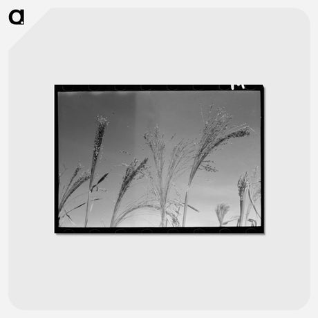 アートポストカード-Broom Corn, Baca County
 - ラッセル リー Postcard.