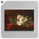 アートパネル-Magnolia
 - セントルイス美術館 Canvas.