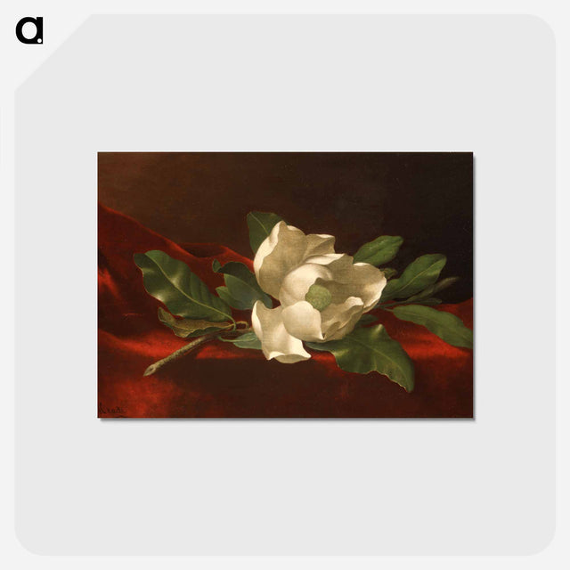 アートポストカード-Magnolia
 - セントルイス美術館 Postcard.
