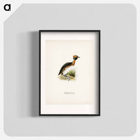 アートポスター-Horned Grebe in Spring
 - スヴェンスカ フォグラル Poster.