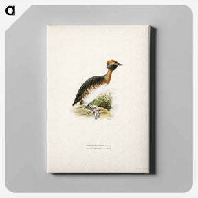 アートパネル-Horned Grebe in Spring
 - スヴェンスカ フォグラル Canvas.